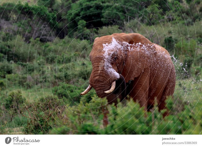 Elefant in Südafrika bespritzt sich mit Wasser Wildtier Elefantenbulle Wildlife Afrika Safari Tierporträt Natur Savanne Außenaufnahme spritzen Rüssel