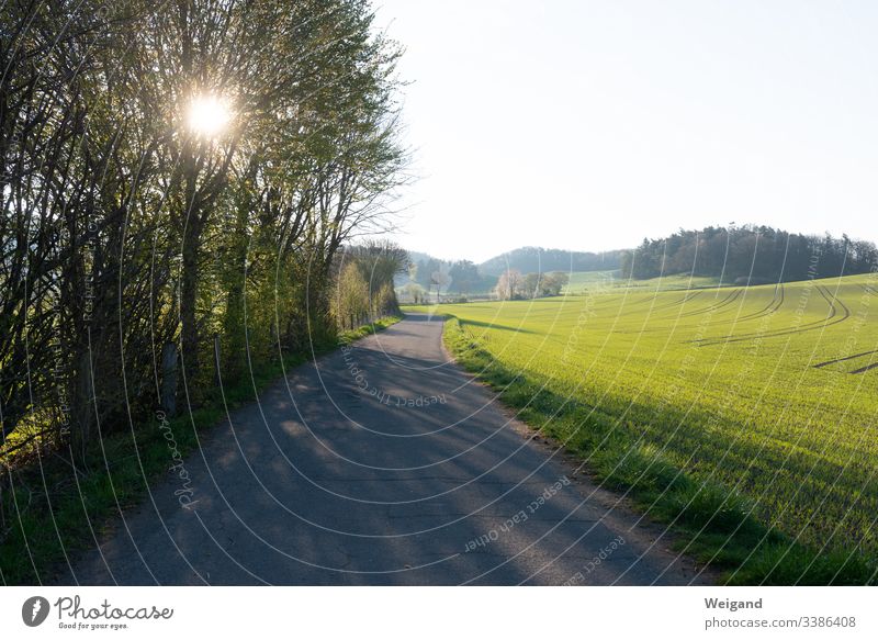 Weg zum Spazierengehen Spaziergang Wege & Pfade Frühling Sonne Sonnenlicht Hoffnung Auszeit Gelassenheit freizeit