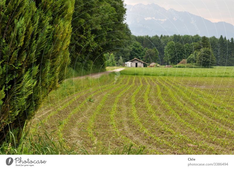 Anbaufläche und Heuschober vor den Alpen Berge u. Gebirge Landwirtschaft Bayern Schnee Sprösslinge Bäume Ackerfurchen Natur Himmel Wolken Landschaft
