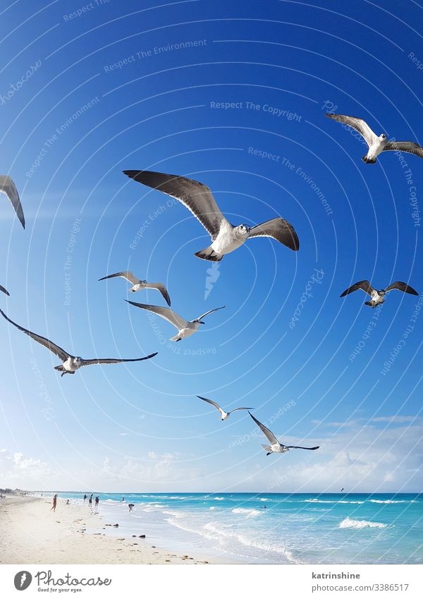 Möwen fliegen um den Strand und das karibische Meer Vogel weißer Strand türkis tropisch Wasser Karibik MEER sich[Akk] entspannen Resort blau Windstille cayo