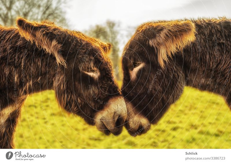 Zwei Poitou-Esel blicken sich in die Augen 2 Paar Liebe Zuneigung anschauend Säugetier Fell braun Gegenlicht zärtlich Tierportrait langhaarig Berührung Nähe