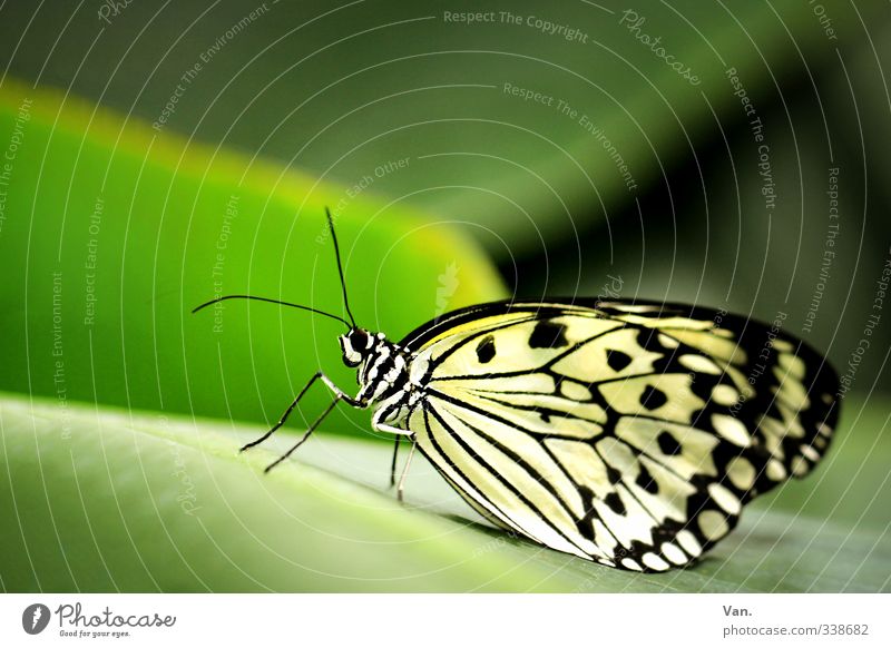 Is' was? Natur Tier Pflanze Blatt Wildtier Schmetterling Flügel 1 grün weiß Farbfoto mehrfarbig Außenaufnahme Nahaufnahme Menschenleer Textfreiraum oben Tag