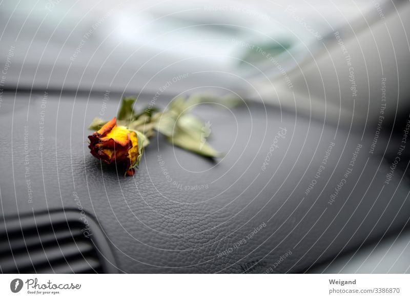 Abschied Rose Autofahren Trauer Traurigkeit Depression Hoffnungslosigkeit Blüte Kummer Vergänglichkeit