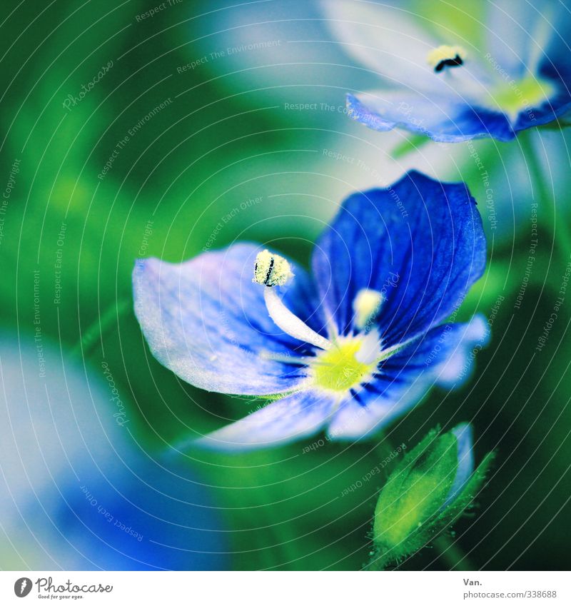 Vermisst wird: der Frühling Natur Pflanze Blume Blüte Stempel Blütenblatt Blütenknospen Garten frisch blau grün Farbfoto mehrfarbig Außenaufnahme Nahaufnahme