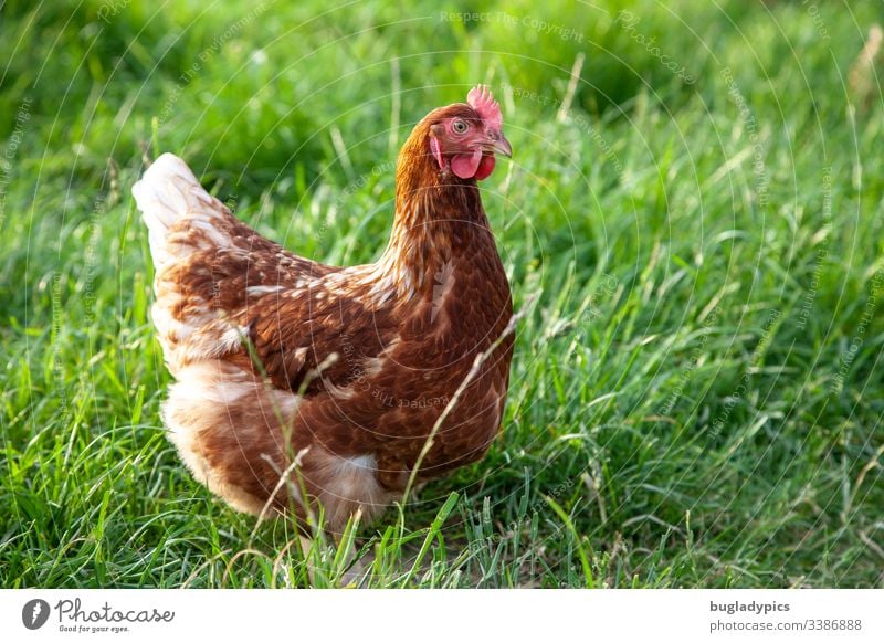 Braunes Huhn auf grüner Wiese Henne Vogel Tierhaltung Bioprodukte Biologische Landwirtschaft Haushuhn Tierporträt Bauernhof Außenaufnahme Farbfoto Nutztier