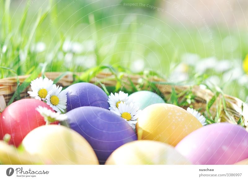 bunte ostereier mit gänseblümchen Ostern Ostereier Frühling Dekoration & Verzierung Außenaufnahme Feiertag festlich Blume Tradition Feste & Feiern gekochte Eier