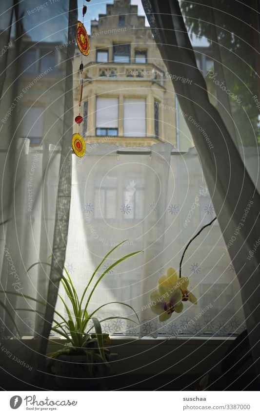 fenster, von innen nach außen geschaut .. Fenster Vorhang Zimmerpflanze Orchidee Blume Pflanze Blumentopf Fensterbrett Innenaufnahme Häusliches Leben