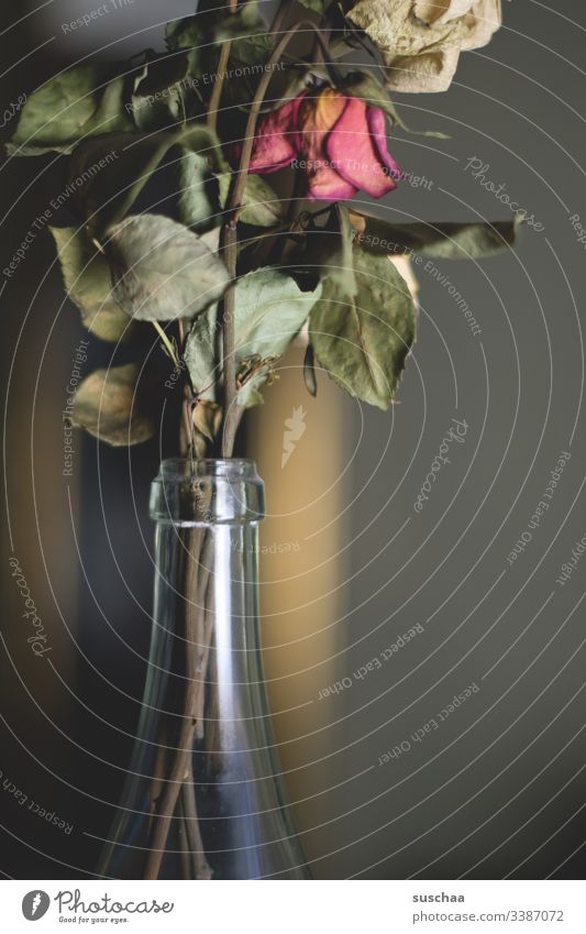 strauß vertrockneter rosen in einer glasflasche Blumen Rosen Blumenstrauß Geschenk Dekoration & Verzierung Liebe Innenaufnahme alt Valentinstag Vergänglichkeit