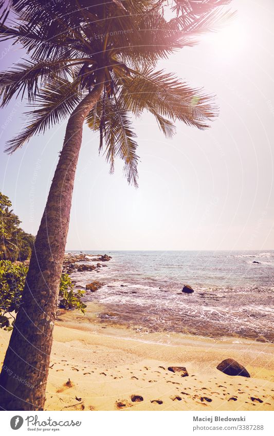 Tropischer Strand mit Kokospalme gegen die Sonne. Sommer Handfläche MEER Meer Urlaub Feiertag friedlich altehrwürdig retro Instagrammeffekt gefiltert Sand