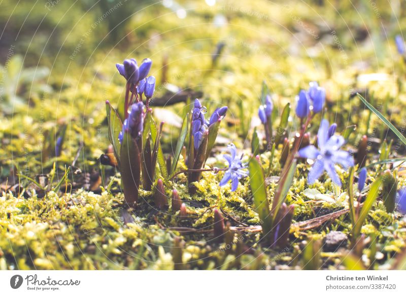 Blausternchen und Moos im Sonnenschein Frühling Frühblüher Zwiebelblume Natur Blume Außenaufnahme Frühlingsblume Blüte Schwache Tiefenschärfe Menschenleer