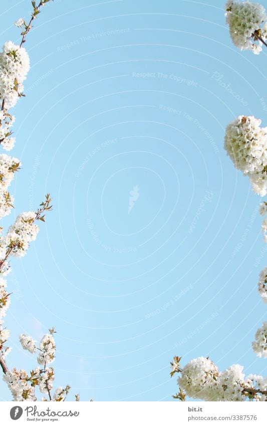 Weiße Blüten vom Kirschbaum umrahmen stimmungsvoll den blauen Himmel und erwecken Frühlingsgefühle. Pflanze Baum Kirschblüten Horizont Rahmen einrahmen Freude