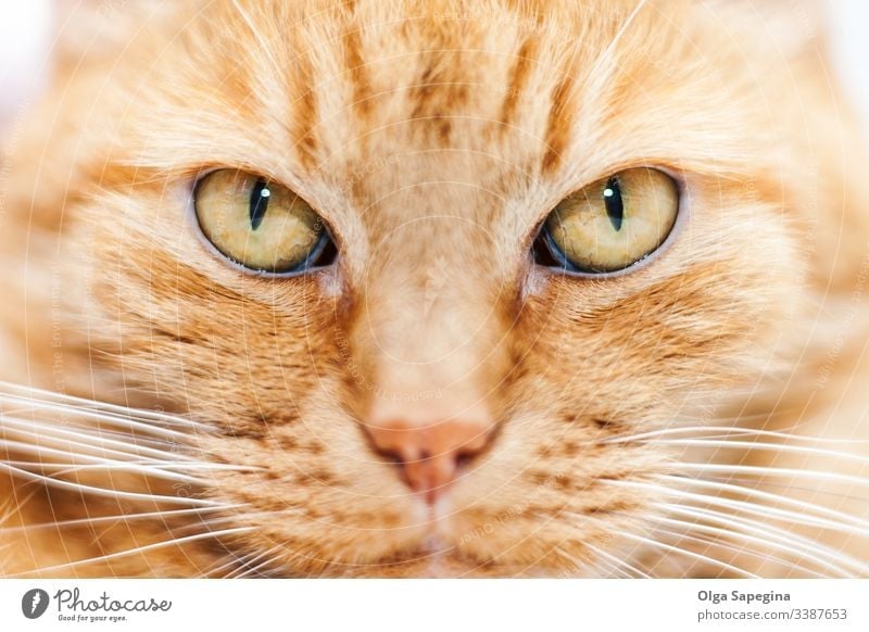 alte rote Katze Gesicht Tier schließen nach oben Porträt heimisch Auge katzenhaft Katzenbaby Kopf Nahaufnahme Haustier Säugetier niedlich Fell Nase Blick