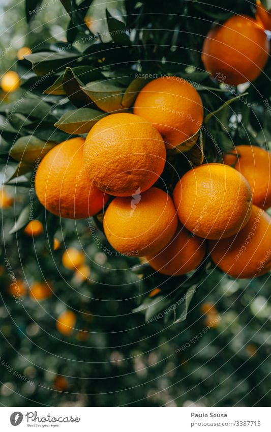 Nahaufnahme von Orangen in einem Baum orange Orangensaft Saft frisch Frucht Gesundheit Vitamin Erfrischung Zitrusfrüchte Vitamin C Ernährung Lebensmittel