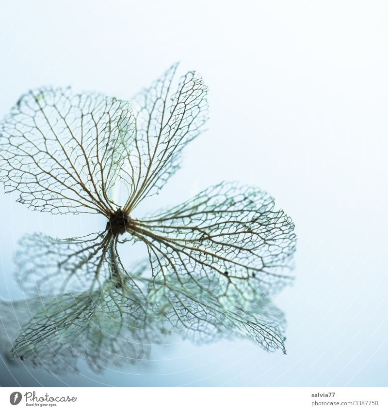 Spiegelbild der Vergänglichkeit Natur Makroaufnahme Blüte Hortensienblüte Strukturen & Formen Blattadern Menschenleer Schwache Tiefenschärfe Pflanze