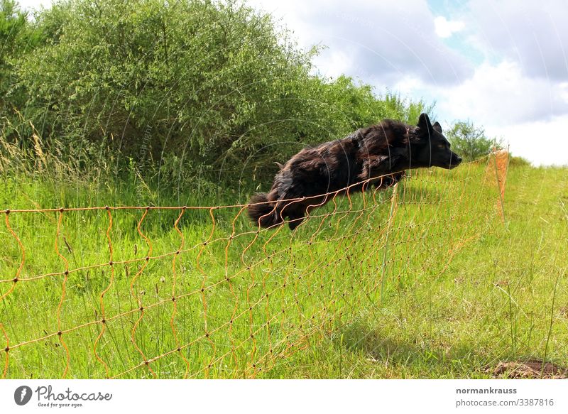 Hund springt über einen Zaun hund sprung springen zaun hütehund absperrung hindernis wachhund wiese action trainieren spaß schwarz Außenaufnahme Farbfoto