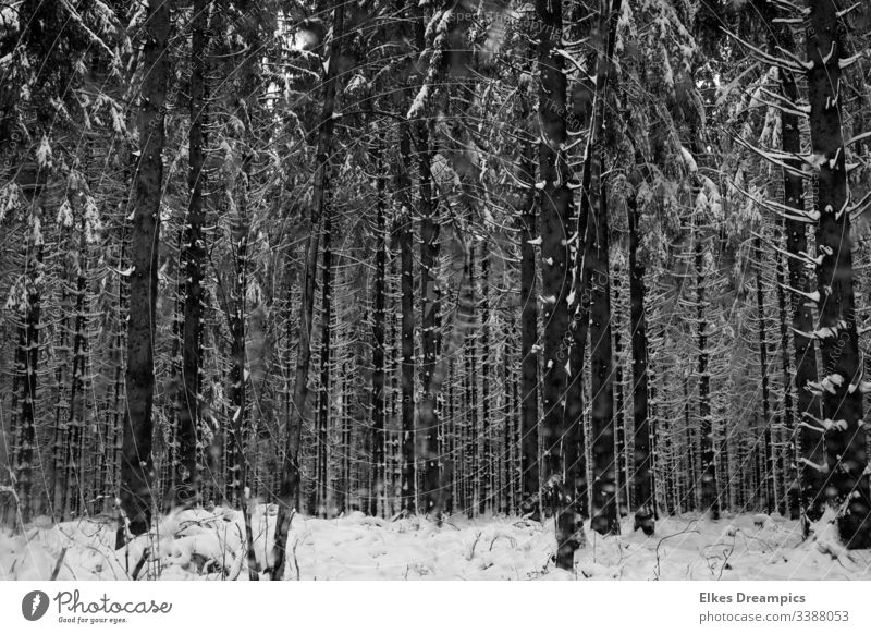 Verschneiter Winterwald Wald Schafe Eifelwald Bäume