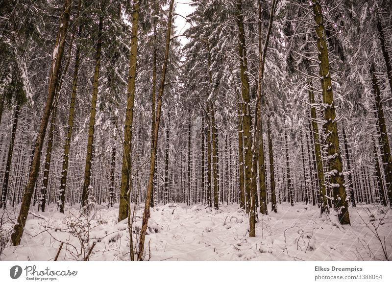 Verschneiter Winterwald Eifel Schafe Bäume Wald