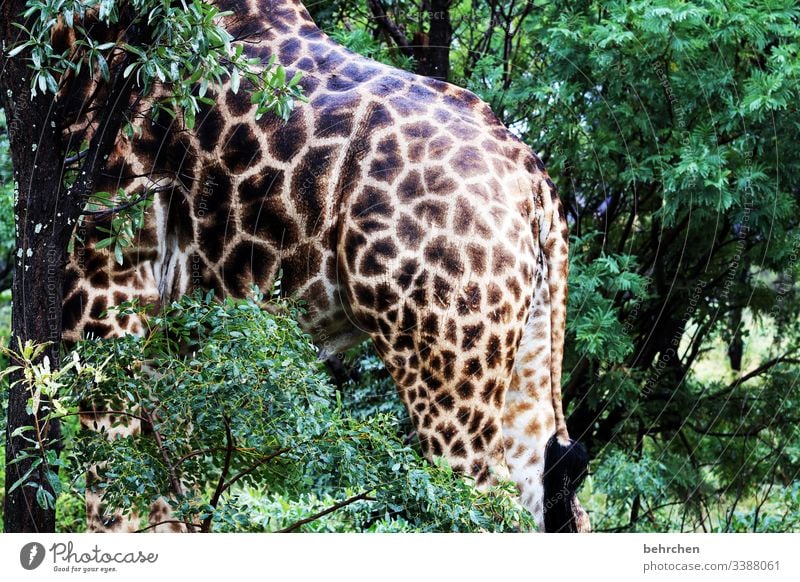 gut getarnt? Tierporträt Sonnenlicht Kontrast Licht Tag Menschenleer Detailaufnahme Außenaufnahme Farbfoto Baumstamm beeindruckend Muster Beine groß Fernweh