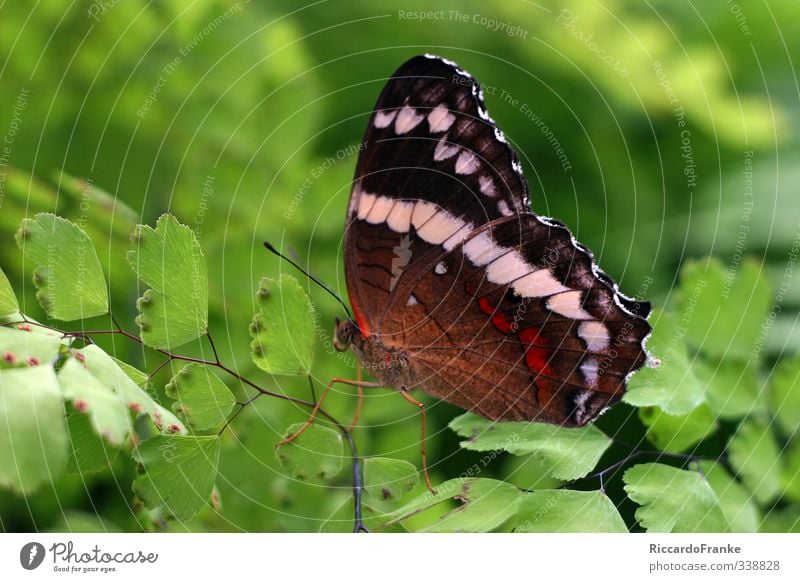 Schmetterling Tier Wildtier 1 sitzen ästhetisch exotisch nah schön braun grün rot schwarz weiß Lebensfreude ruhig Selbstbeherrschung elegant Freiheit Idylle