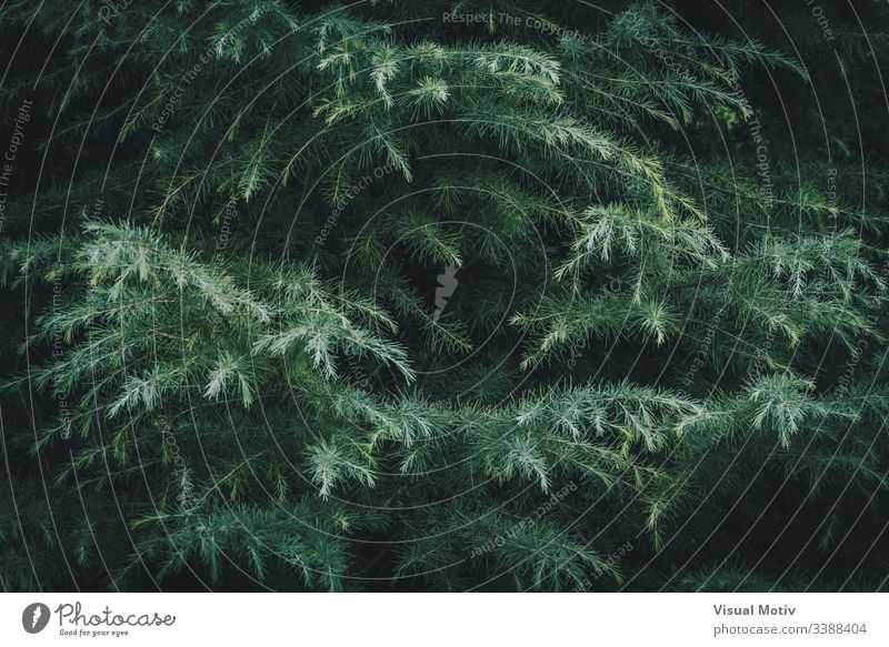 Zweige der Deodar-Zeder, auch bekannt als Himalaya-Zeder Cedrus Deodara authentisch Hintergrund schön botanisch Botanik Ast cedrus Zedernzweige Zedernholzbaum
