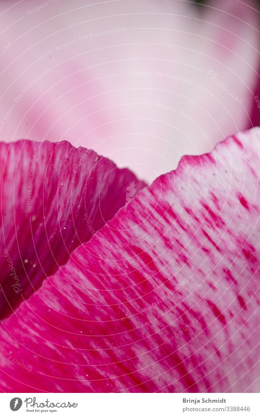 Blätter einer schönen rosa Tulpe im Gegenlicht, Makro, hell und glänzend lebhaft Ostern Zeichnung organisch elegant idyllisch Gartenarbeit botanisch Blütezeit
