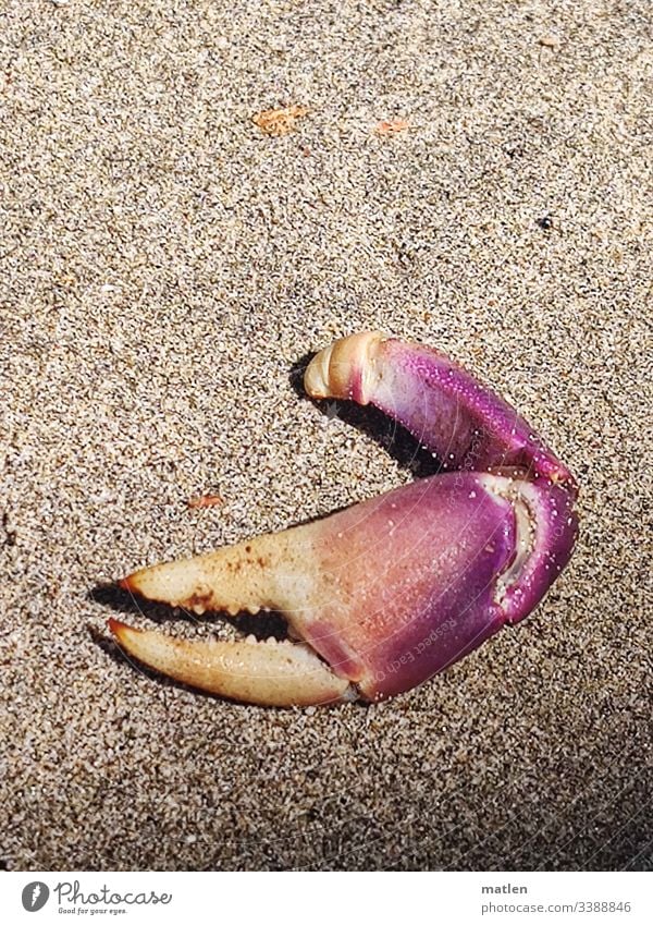Krabbenschere Granele Zange Sand Strand verloren purpur bunt isoliert