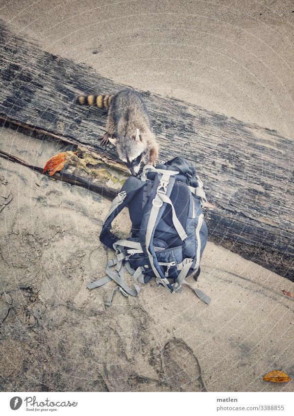 Waschbär will meinen Rucksack pluendern Strand Sand Attacke Überfall Stamm Grau Braun Heimlich