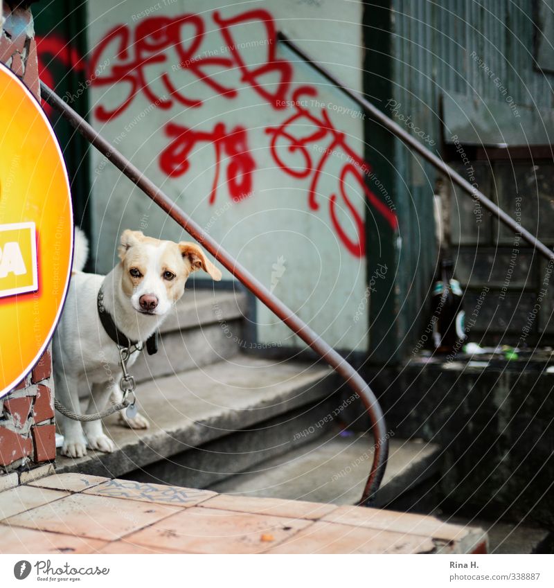 Will endlich Gassi gehn Mauer Wand Treppe Eingang Tier Haustier Hund 1 beobachten Traurigkeit warten authentisch Graffiti Hundeleine angekettet geduldig Treue