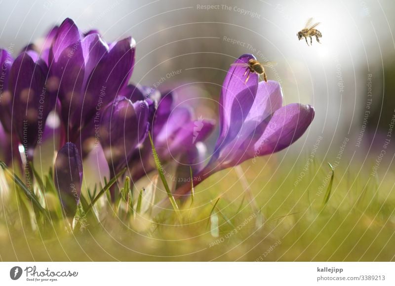 honeymoon bienengarten Bienenzucht Honig Pollen Krokusse Frühling Sonnenlicht Wiese Natur Blüte sammeln Insekten Gras Imkerei Bioprodukte Gesundheit Antibiotika