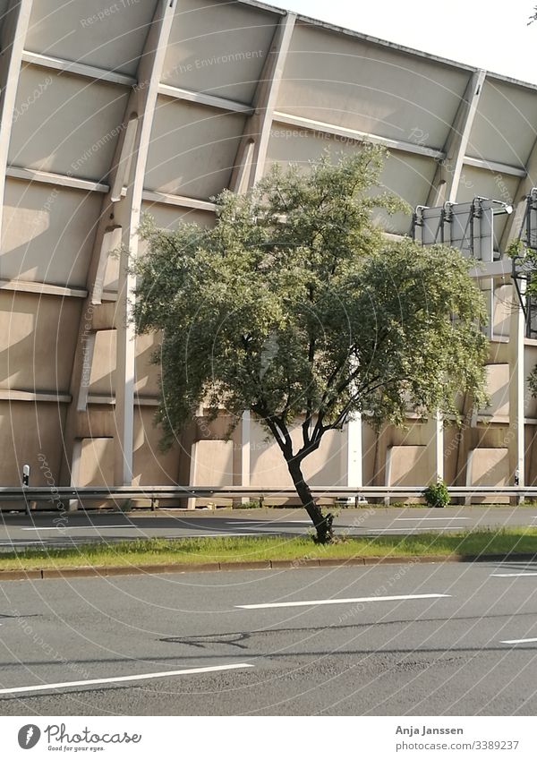 Eine Baum-Lärmschutzwand im Hintergrund Baumrinde grün Pflanze Wand grau weiß beige Straße Sonnenschein