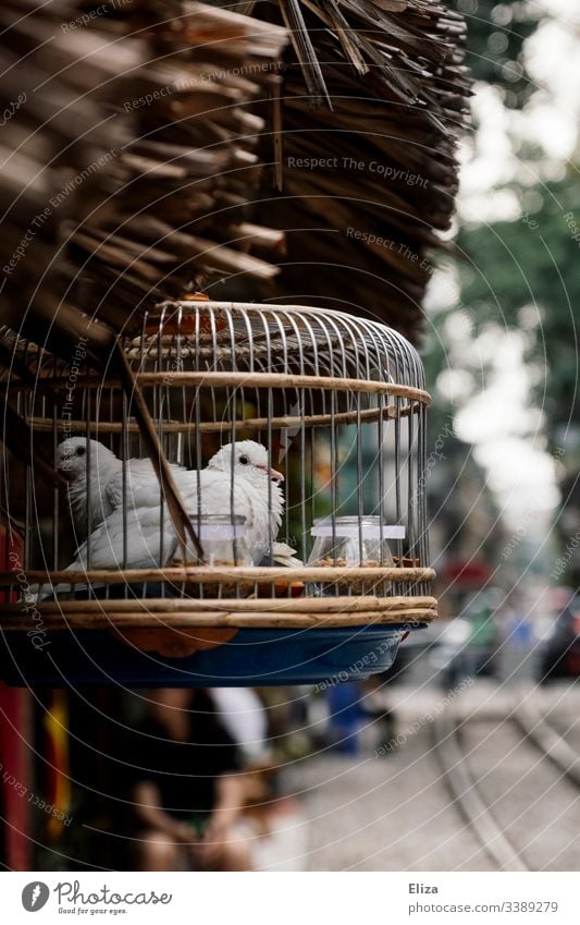 Weiße Vögel in einem schönen Käfig draußen am Straßenrand in Südostasien weiß gefangen südostasien hübsch haustier Bokeh unschärfe Dekoration geflügel zwei