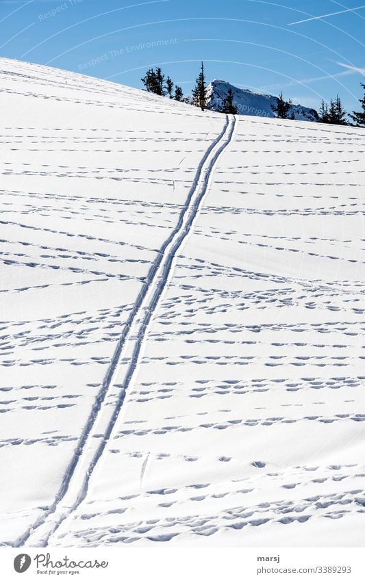 Wildspuren kreuzen eine Skispur im Schnee Schneelandschaft parallel Schneebedeckte Gipfel durcheinander Blauer Hintergrund Blauer Himmel Wintersport Skifahren