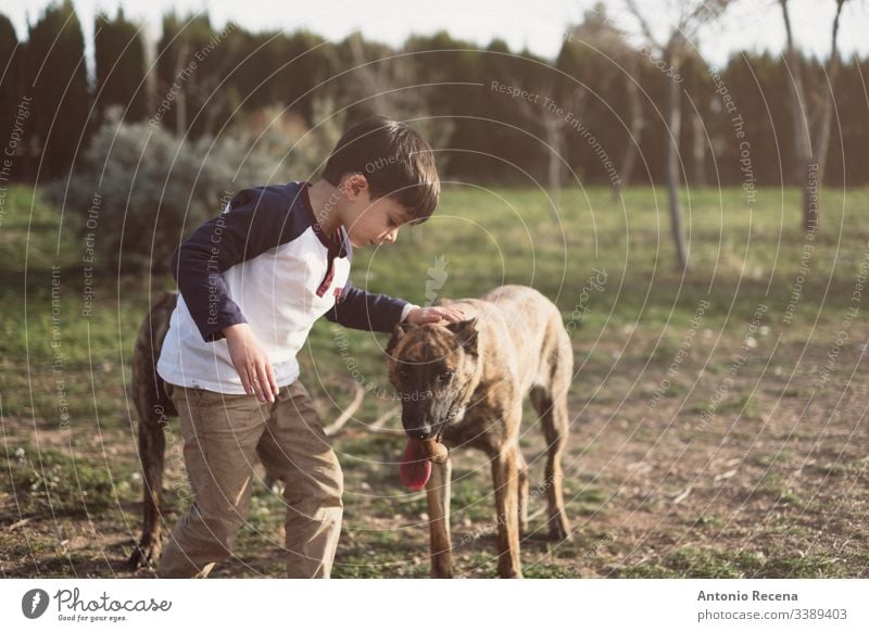 Kind streichelt freundlich seinen Hund Junge Spiele Hunde belgien Schäfer Gefahr Tier Haustier zwei 4s 5s Kinder Hinterhof im Freien Frühling Lebensstile