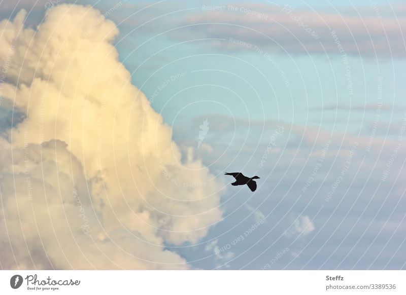 Nachmittagshimmel mit Silhouette einer Wildgans hoch oben Wildvogel Gans Vogelflug Gänseflug Himmel Wolkenhimmel fliegen Fernweh Lichtstimmung Ruhe Ferne