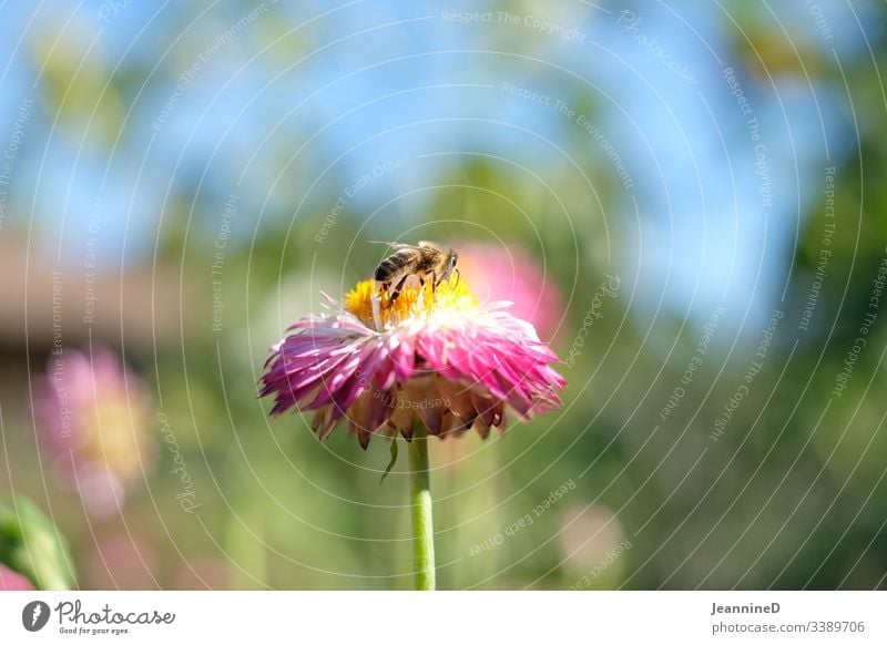 Biene auf Blume Natur Sommer Garten Insekt Farbfoto Blüte Umweltschutz rosa Himmel Pollen Honig gelb sorgfältig Naturliebe nachhaltig achtsam Frühlingsgefühle
