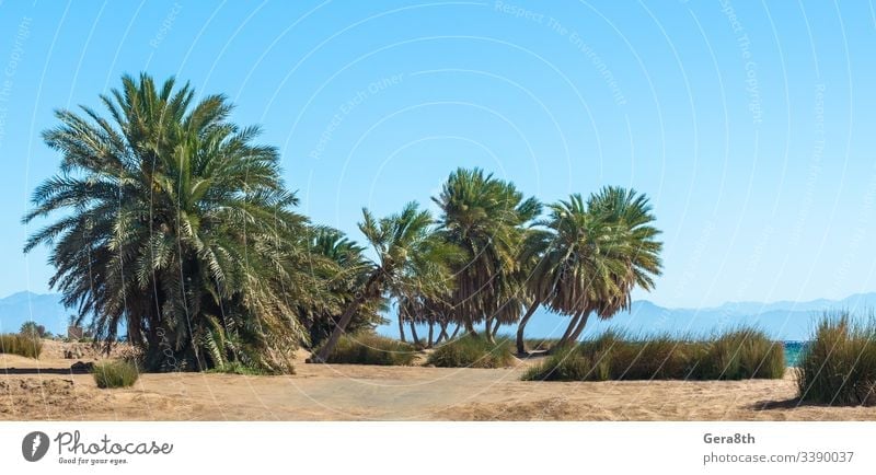 Palmen am Meer vor der Kulisse der Berge in Ägypten Dahab Süd-Sinai Rotes Meer Strand blau Blauwasser Niederlassungen klarer Tag Küste exotisch Gras grün