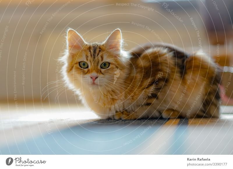 Sibirische Waldkatzen Katze Kätzchen Tier Haustier Farbfoto Menschenleer Tierporträt niedlich Tierjunges Blick in die Kamera Tiergesicht Neugier Innenaufnahme
