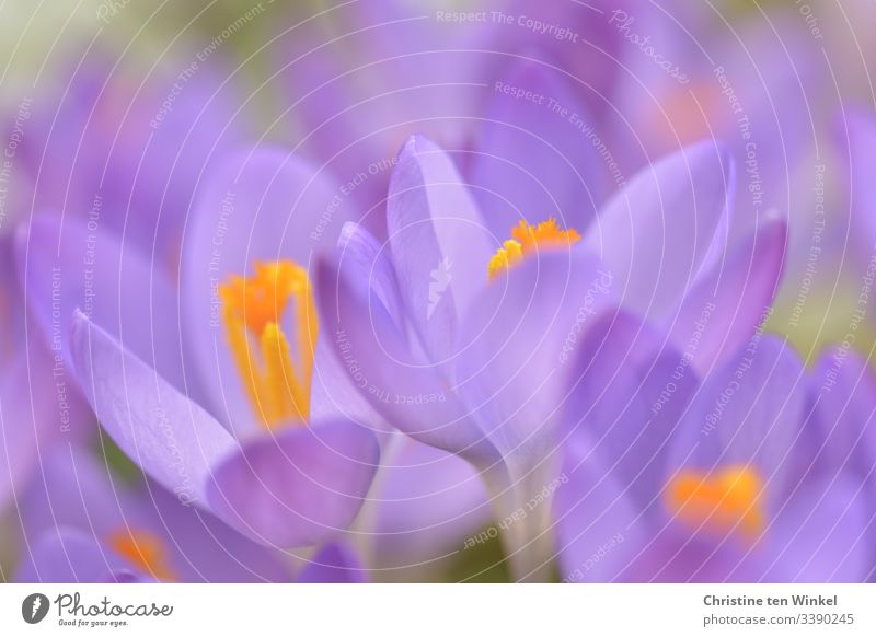 romantische lila Krokusse Frühling Frühblüher Zwiebelblume violett Natur Blume Außenaufnahme Frühlingsblume Blüte Schwache Tiefenschärfe Menschenleer Farbfoto