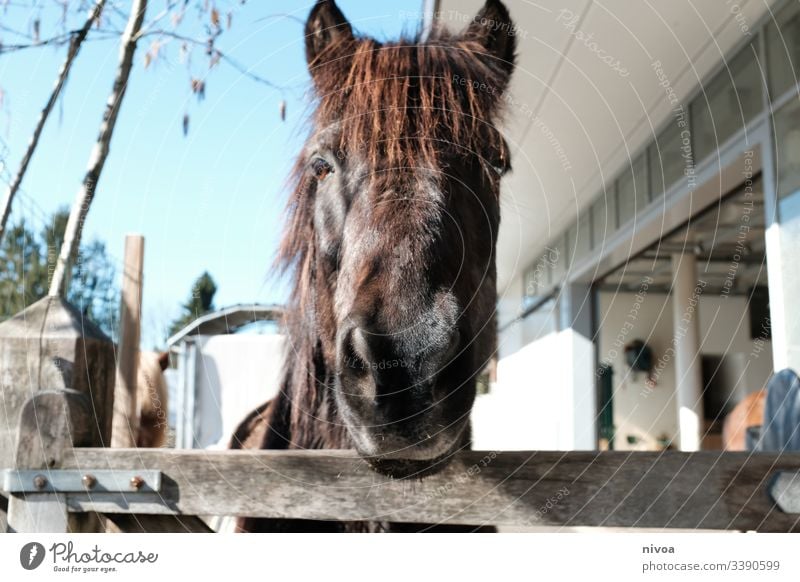 Islandpferd schaut über Zaun Island Ponys Pferd Stall Weide Pferdekopf Rappe Schecke Kopf Menschenleer Nutztier Tier Außenaufnahme Farbfoto Tierporträt Tag