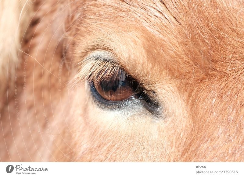 Pferdeauge Island Ponys Detailaufnahme Auge Tierauge Farbfoto Außenaufnahme Tag Tierporträt Nutztier Natur Wildtier Mähne Menschenleer ästhetisch wild natürlich