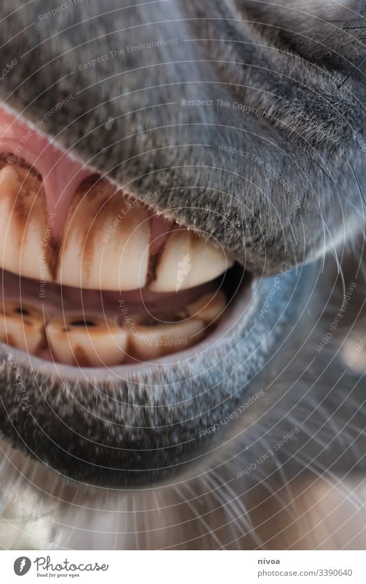 Pferdezähne Island Ponys Zähne Zähne zeigen Karies Zahnarzt Zahnpflege Fell Farbfoto Mund Nahaufnahme Lippen Detailaufnahme Tag Schwache Tiefenschärfe