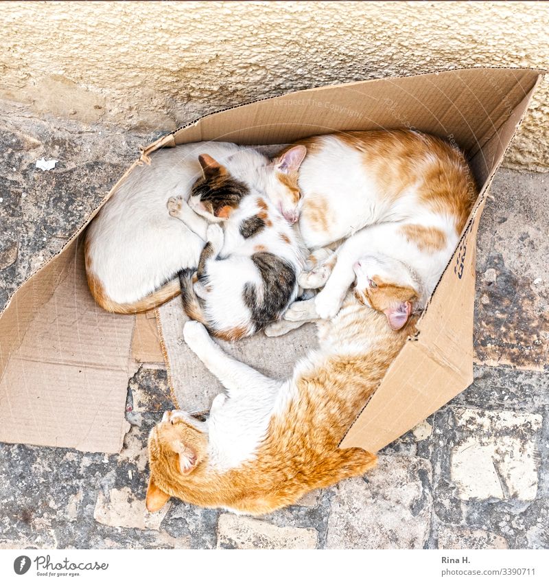 Katzenfamilie ( Hartz IV) kuscheln Katzenbaby zuhause arm draussen fussweg Haustier heimisch niedlich