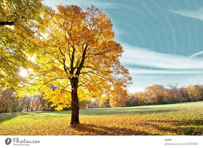 Söhnlein Brillant Umwelt Natur Landschaft Pflanze Himmel Herbst Klima Wetter Schönes Wetter Baum Park Wiese außergewöhnlich Freundlichkeit schön blau gelb gold