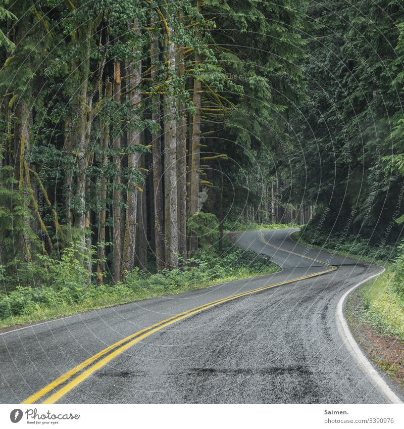 Fahrt in die Wildnis Bäume Straße Markierungen Asphalt nass Regeneration verkehr fahren Wald USA Washington State Amerika Farbfoto Fahrbahn trist