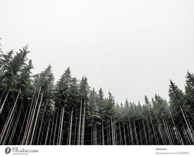 Wald Bäume Nadelwald Himmel schlechtes nasser Regeneration USA Amerika Washington State gruselig unheimlich Entsetzen groß
