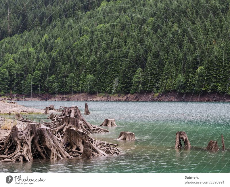 See der Baumleichen sehen Wald Natur Baumstumpf Bäume Wasser Wildnis USA Amerika Washington State Wurzeln holz Grün blau