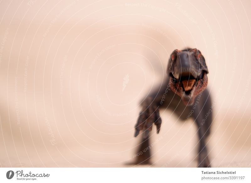 Gefräßiger Dinosaurier kommt frontal auf Betrachter zu gefräßig gruselig Angriff angriffslustig bedrohlich Aggression Unschärfe Nebel
