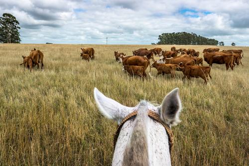 Behutsam treibt der Reiter die Mutterkühe mit ihren Kälbern durch das hohe, trockene Gras vor sich her Blau Braun Grün Sommer Natur Landschaft Pferde Pflanze