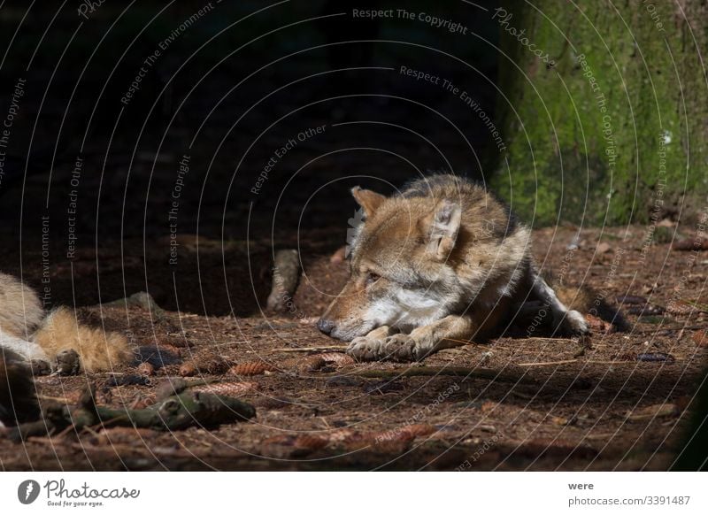 Wölfe ruhen im Sonnenstrahl im Wald Canis lupus schlafen Wolf Tier kuschlig kuschelig weich Gefahr gefüttert Fell Jäger Rauen Natur niemand Rudel friedlich