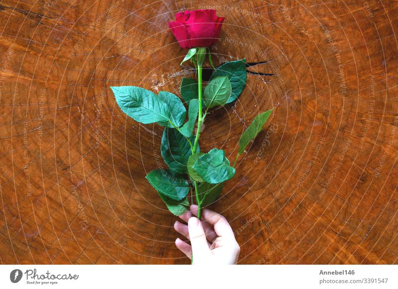 Frauenhände mit roter Rose und hölzerner Hintergrundtextur Roséwein Blume Tisch weiß schön Hand romantisch Liebe Halt Schönheit Valentinsgruß Feiertag Geschenk